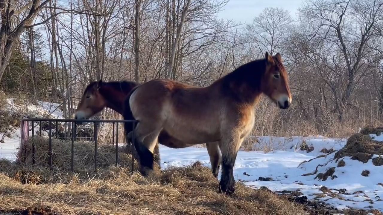 悠哉的泥头马三姐妹