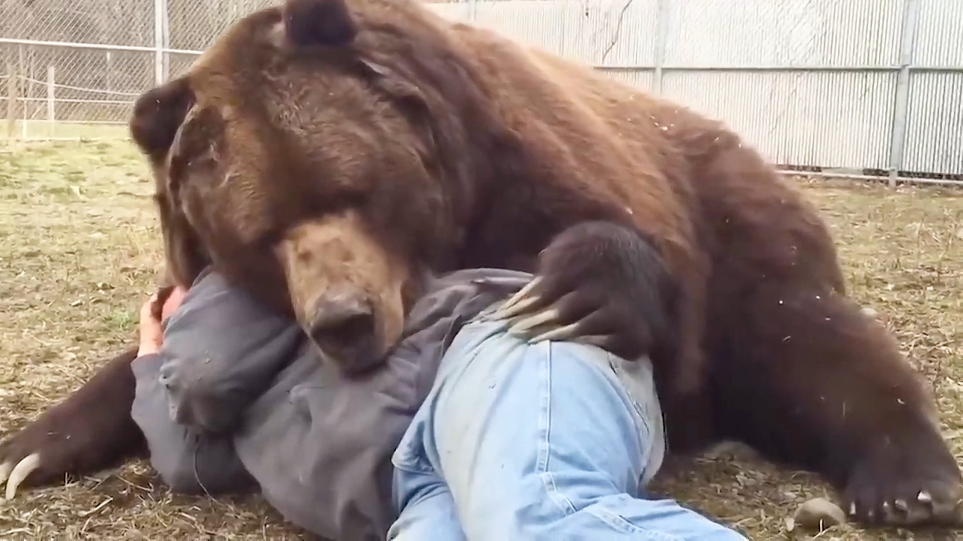 胖胖的大~~~~动物