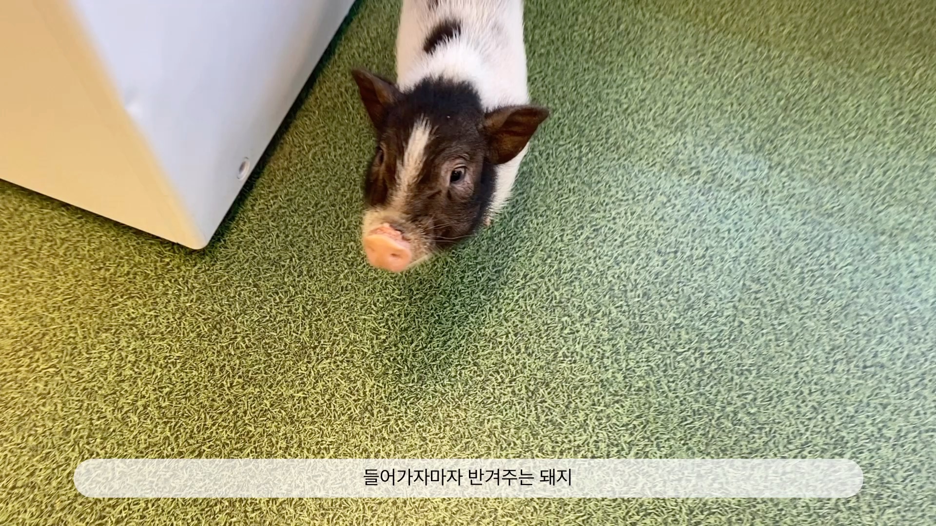 今天我在韩国见动物朋友们了太可爱了