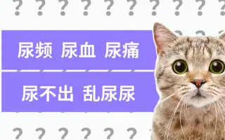 猫尿血_ 搜索结果_哔哩哔哩_Bilibili