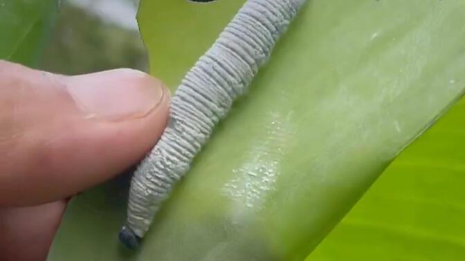 香蕉叶上长满白白胖胖的卷叶虫