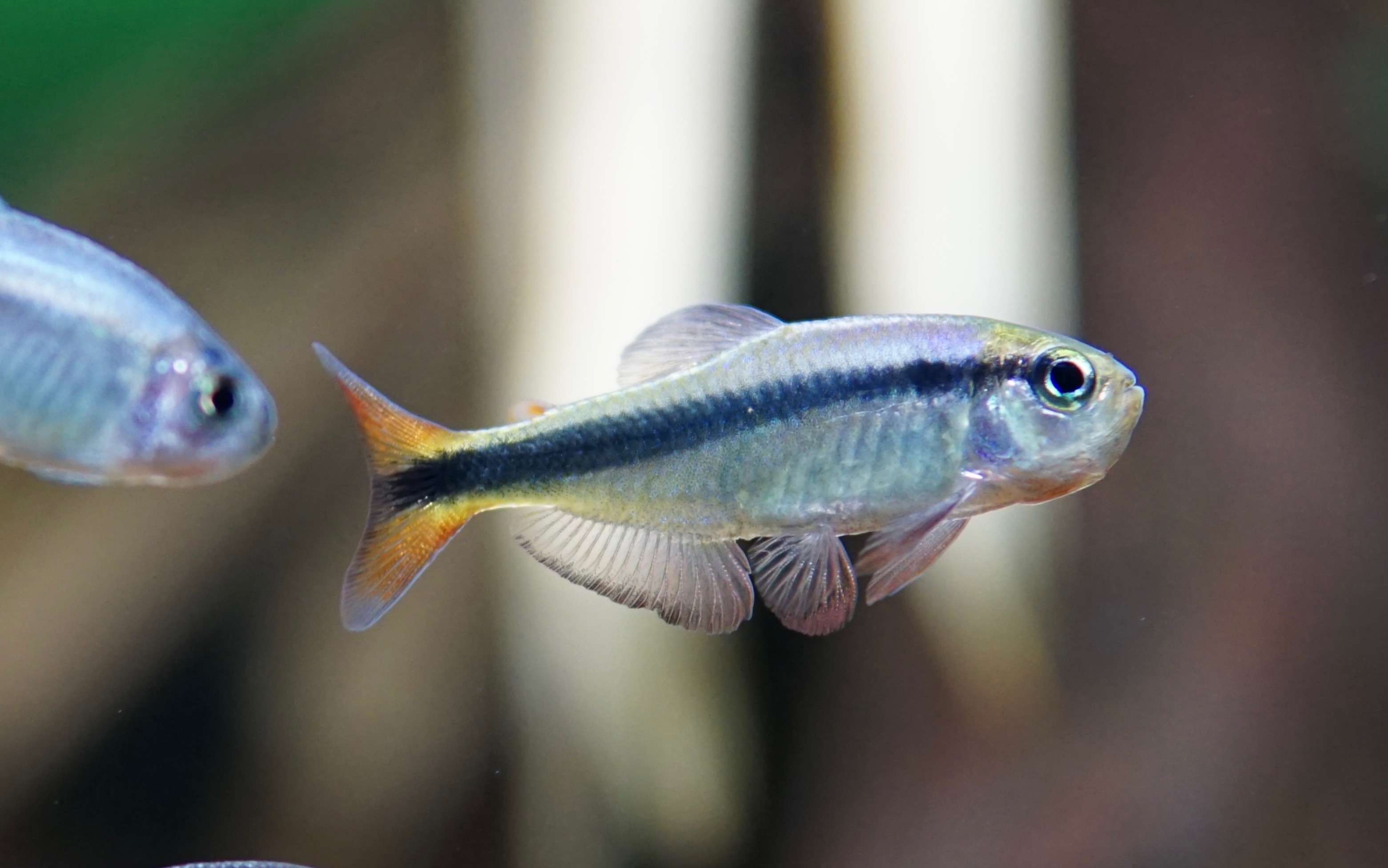 蓝缎带iii型又双叒叕发色了