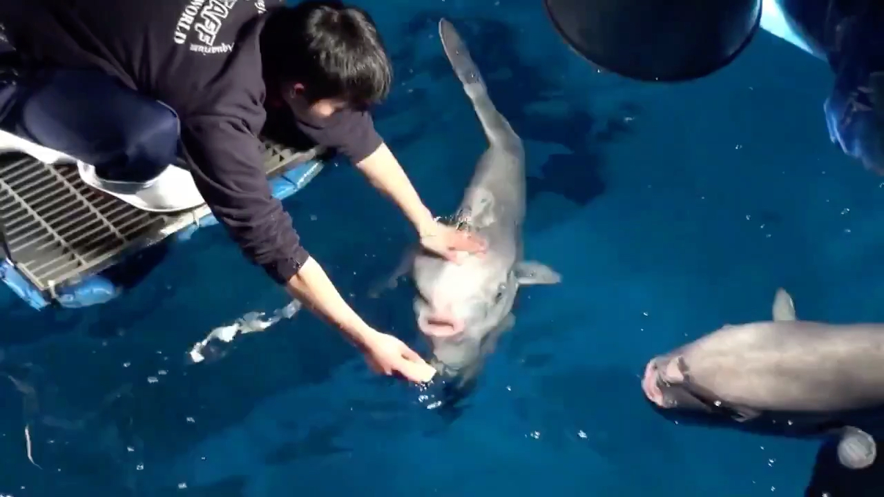 [图]日本茨城县大洗水族馆给翻车鱼规定了饲料份量，所以饲养员每次喂食时都必须仔细分辨每条翻车鱼的脸...“你吃过了，走开..”，“对面的 ，你还没吃啊，快来吃..”