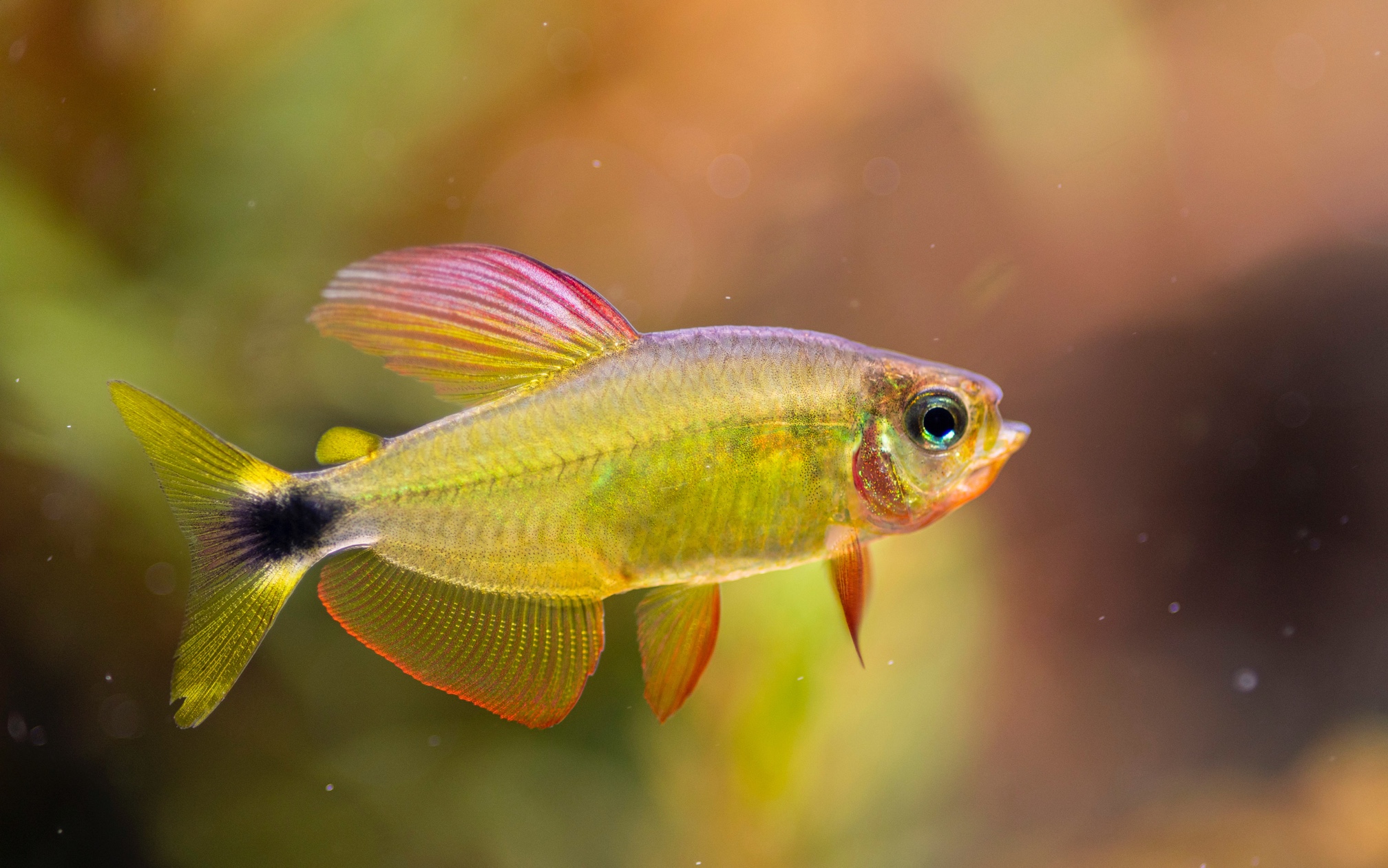 【灯鱼】蝴蝶凯蒂77蝴蝶凯蒂写真哈,好看到奸商盗我的图.