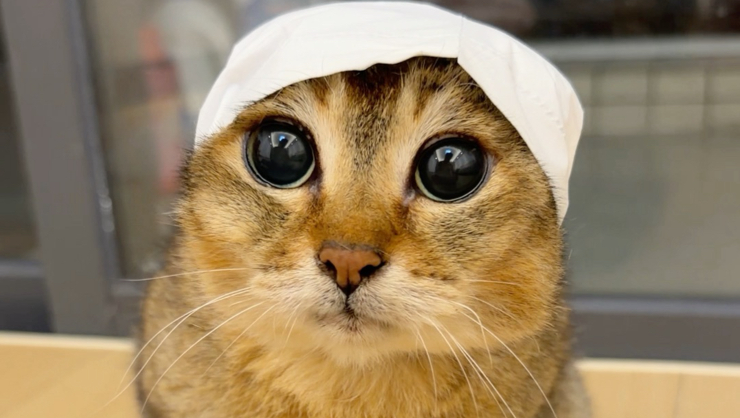 园区不养闲猫！切猫耳朵！