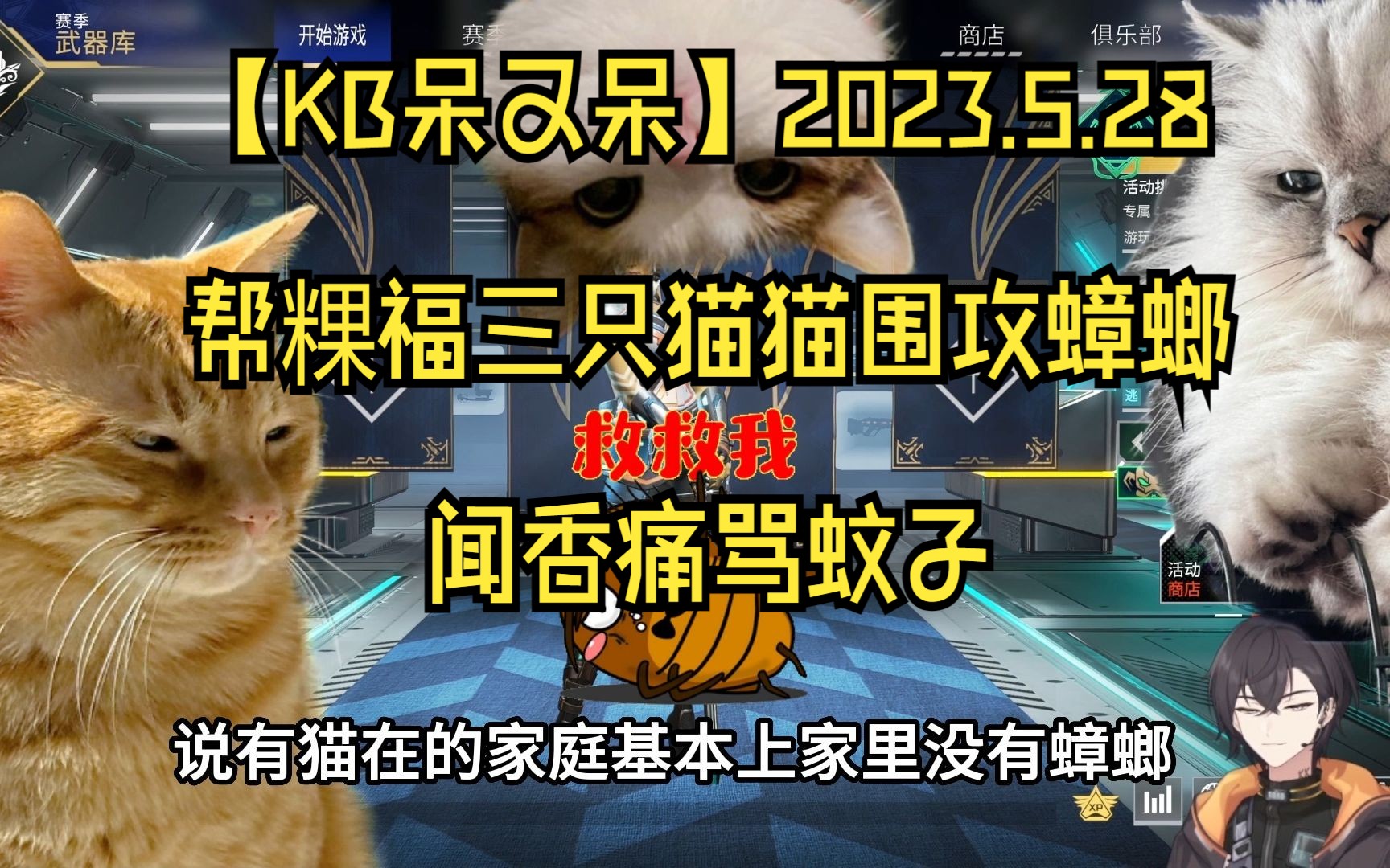 【KB呆又呆】2023.5.28 帮粿福三只猫猫围攻蟑螂 闻香痛骂蚊子哔哩哔哩bilibili