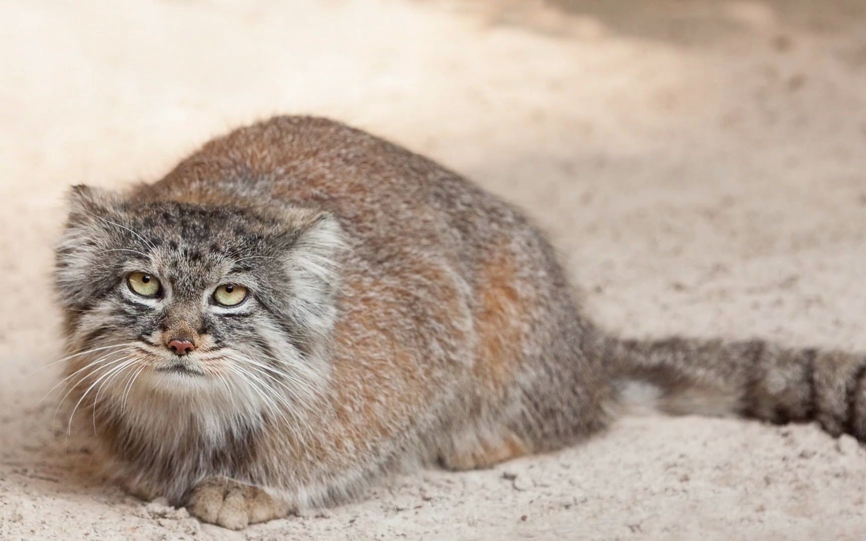 揭开可爱的帕拉斯猫的秘密!