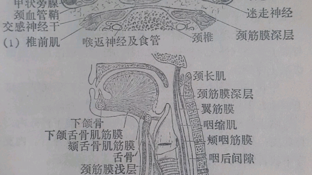 图405颈部的筋膜及其间隙哔哩哔哩bilibili