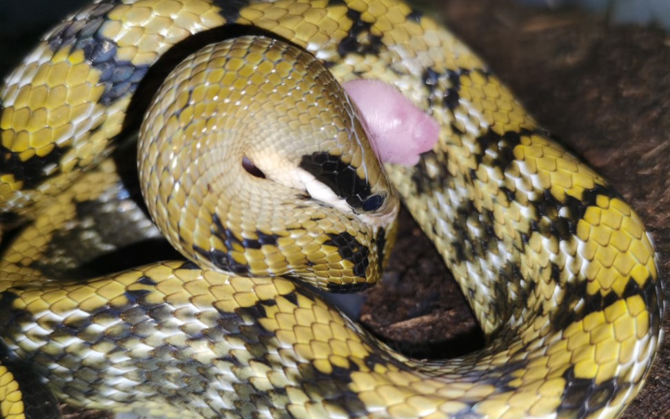 混血黑眉锦蛇绞杀,泰酷辣!