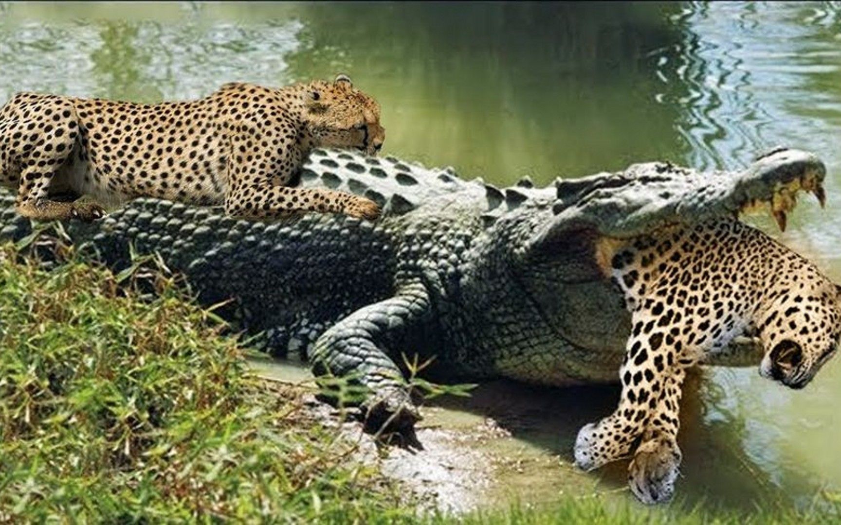 鳄鱼伏击美洲豹,却反遭美洲豹捕杀,镜头拍下精彩过程