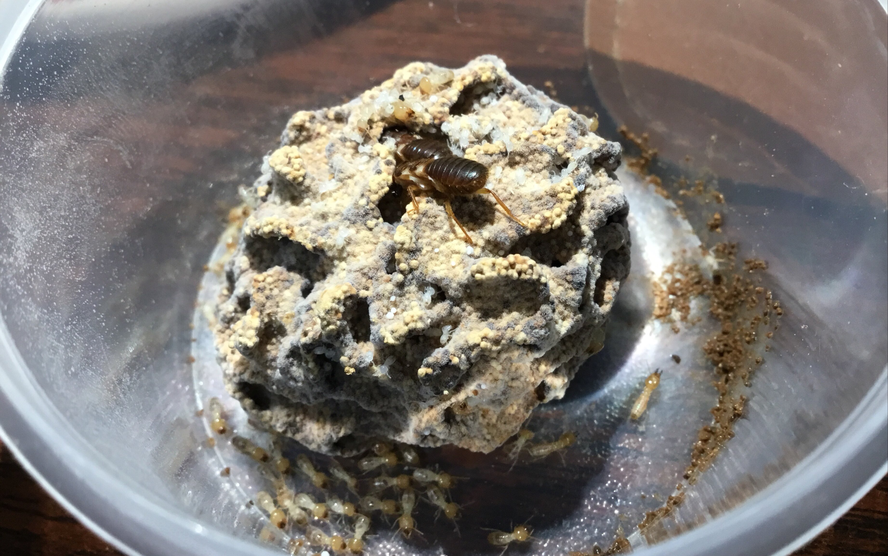 粉丝福利:评论区抽取一名粉丝,赠送其两窝黑翅土白蚁三厘米群落