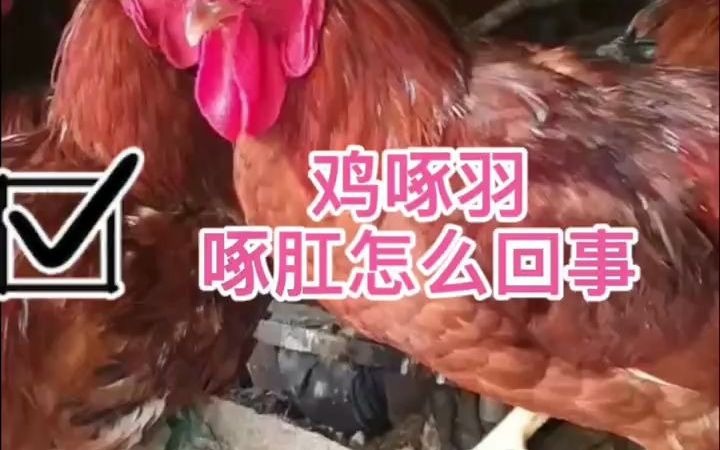 鸡互相啄尾巴用什么治疗 怎么不让鸡互相啄毛吃 鸡互相啄毛是什么原因 用什么治疗鸡啄肛 怎样防止鸡打架互相啄毛 鸡互相咬鸡是什么原因 鸡吃自己的毛是...