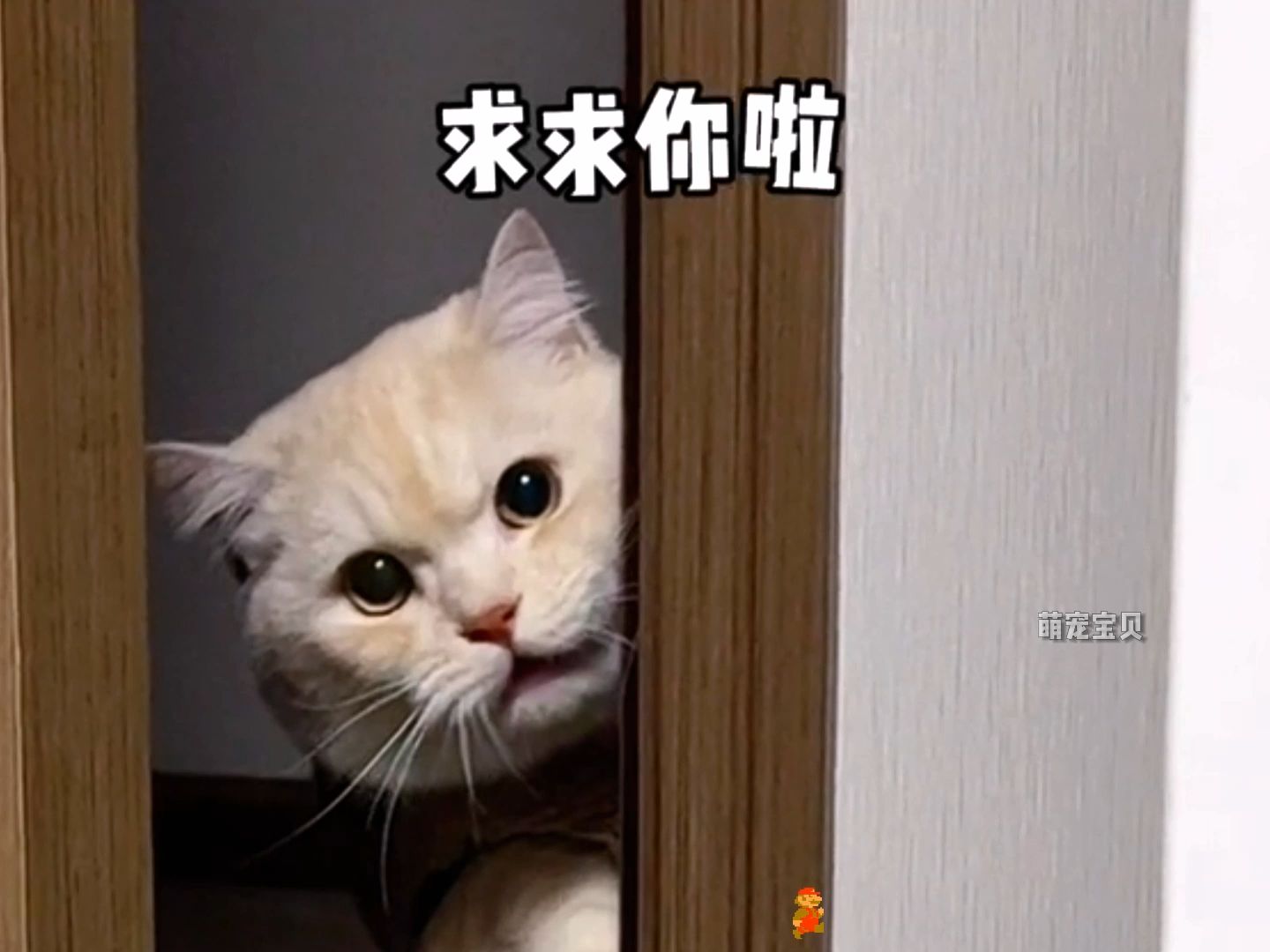 这是“人逗猫玩”还是“猫逗人玩”啊?智商超高的小猫咪!哔哩哔哩bilibili