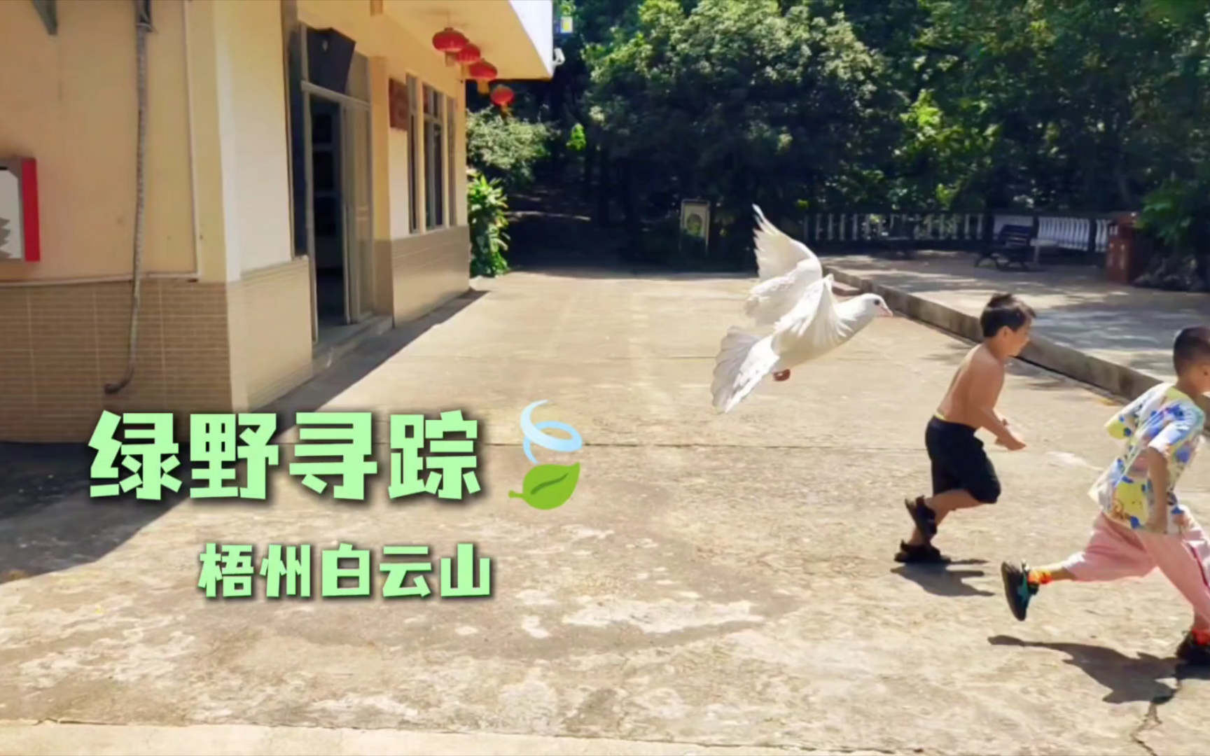 梧州·日常|白云山的夏日绿野寻踪