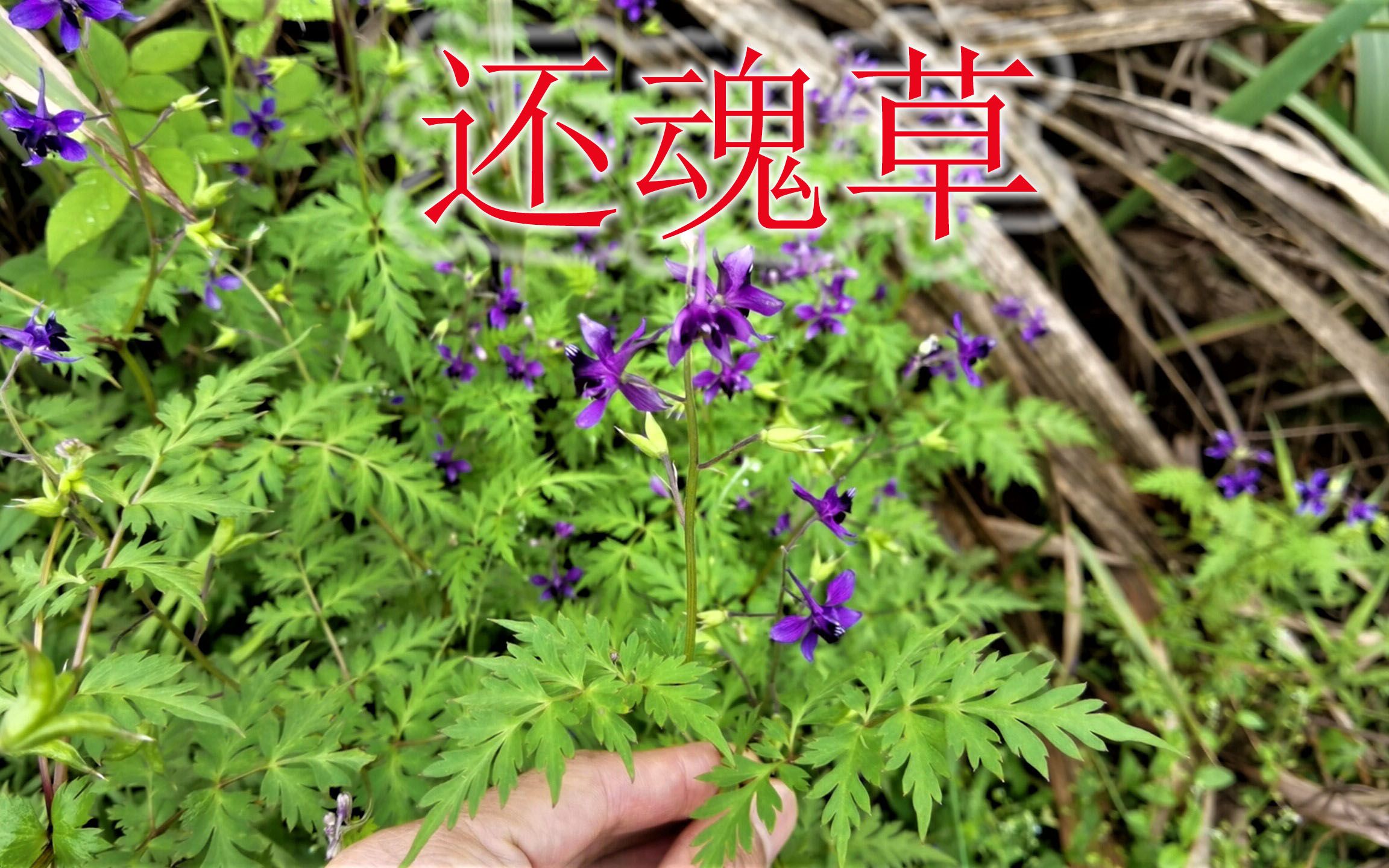 植物别称“还魂草”,采药人又叫“祛湿草”,全草有毒不能大意哔哩哔哩bilibili