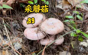 Download Video: 一根树下扯了一分多钟，我愿称它为神树蘑菇树！