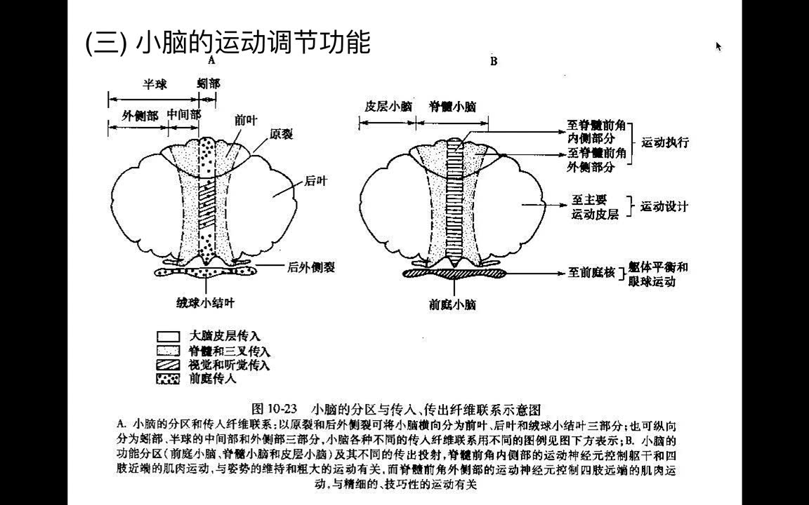 人体小脑结构图及功能图片