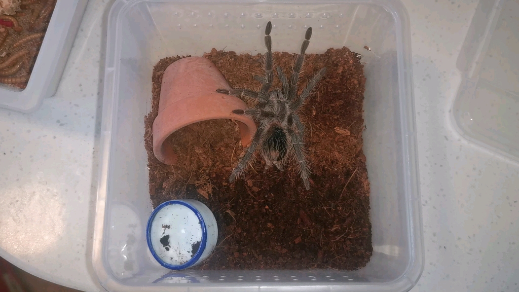 【喂食】巴西火红食鸟蛛简单喂食