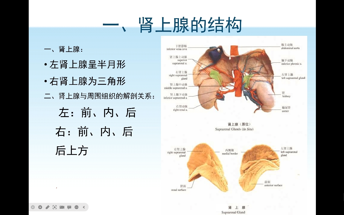 学习肾上腺结构和功能,激素,学完就记住哔哩哔哩bilibili