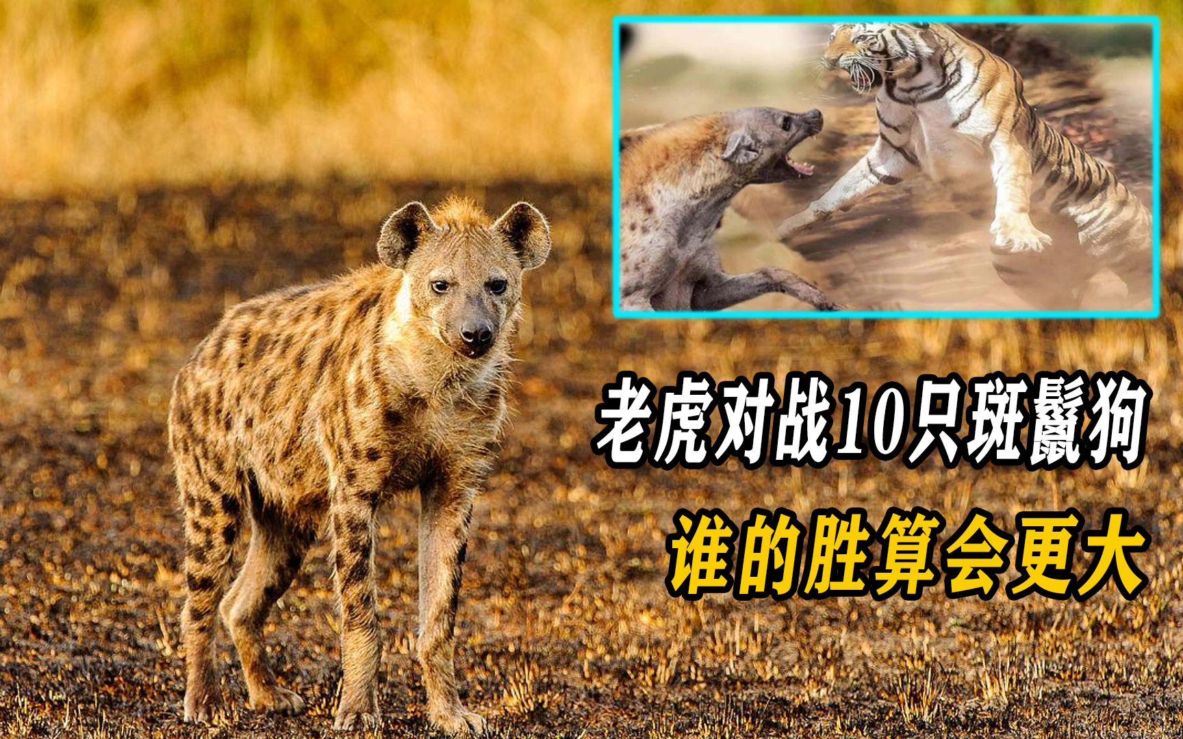 10只斑鬣狗对战一野生老虎,谁的赢面更大?鬣狗能以多取胜吗?