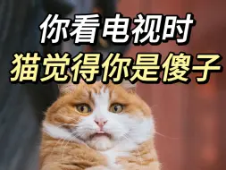 Download Video: 如果猫整天陪你看电视一定要警惕