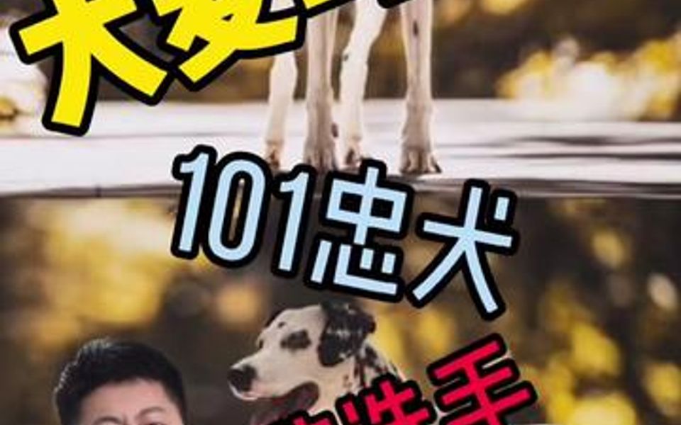 有多少人看过《忠犬101》呢?哔哩哔哩bilibili