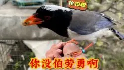 Descargar video: 伯劳还是比较勇的，连黄鼠狼也敢跟踪，蓝鹊只会抢狗粮