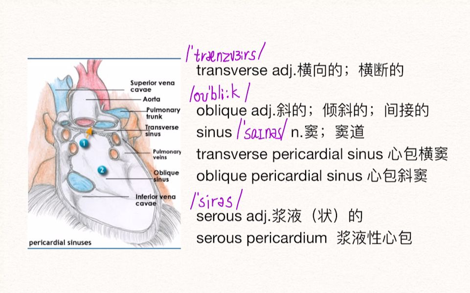 【医学英语+解剖】每天3分钟心包横窦与斜窦哔哩哔哩bilibili