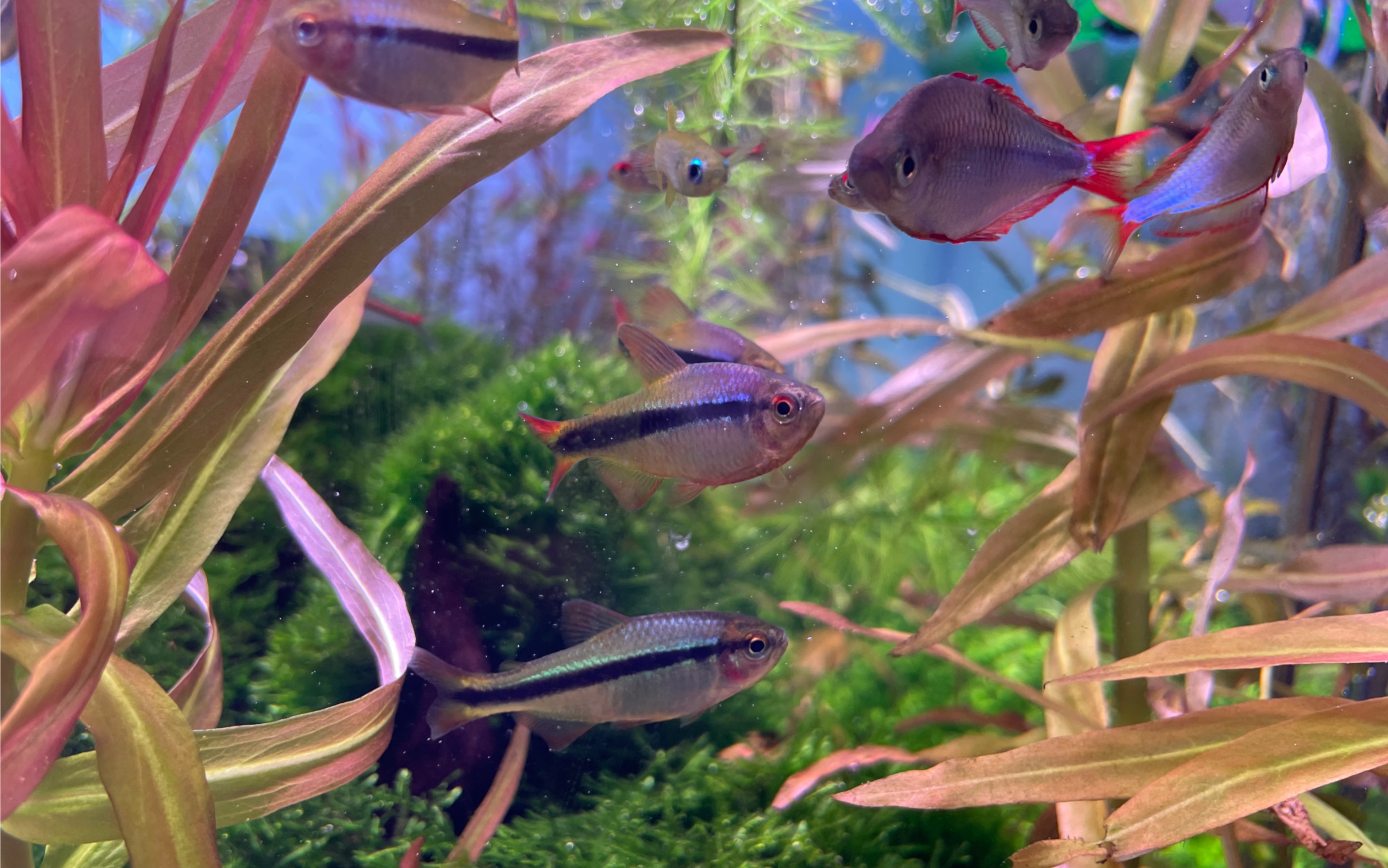 抓到几条发色皇室青魔鬼