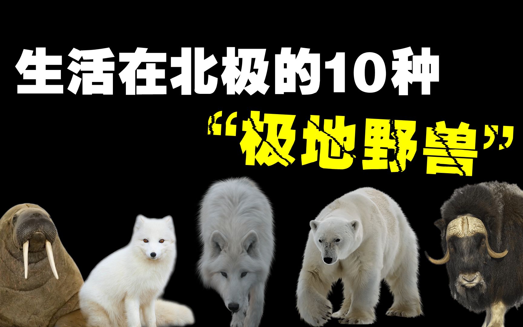 生活在北极的10种野兽,你知道真正的“北极之王”究竟是谁吗?哔哩哔哩bilibili