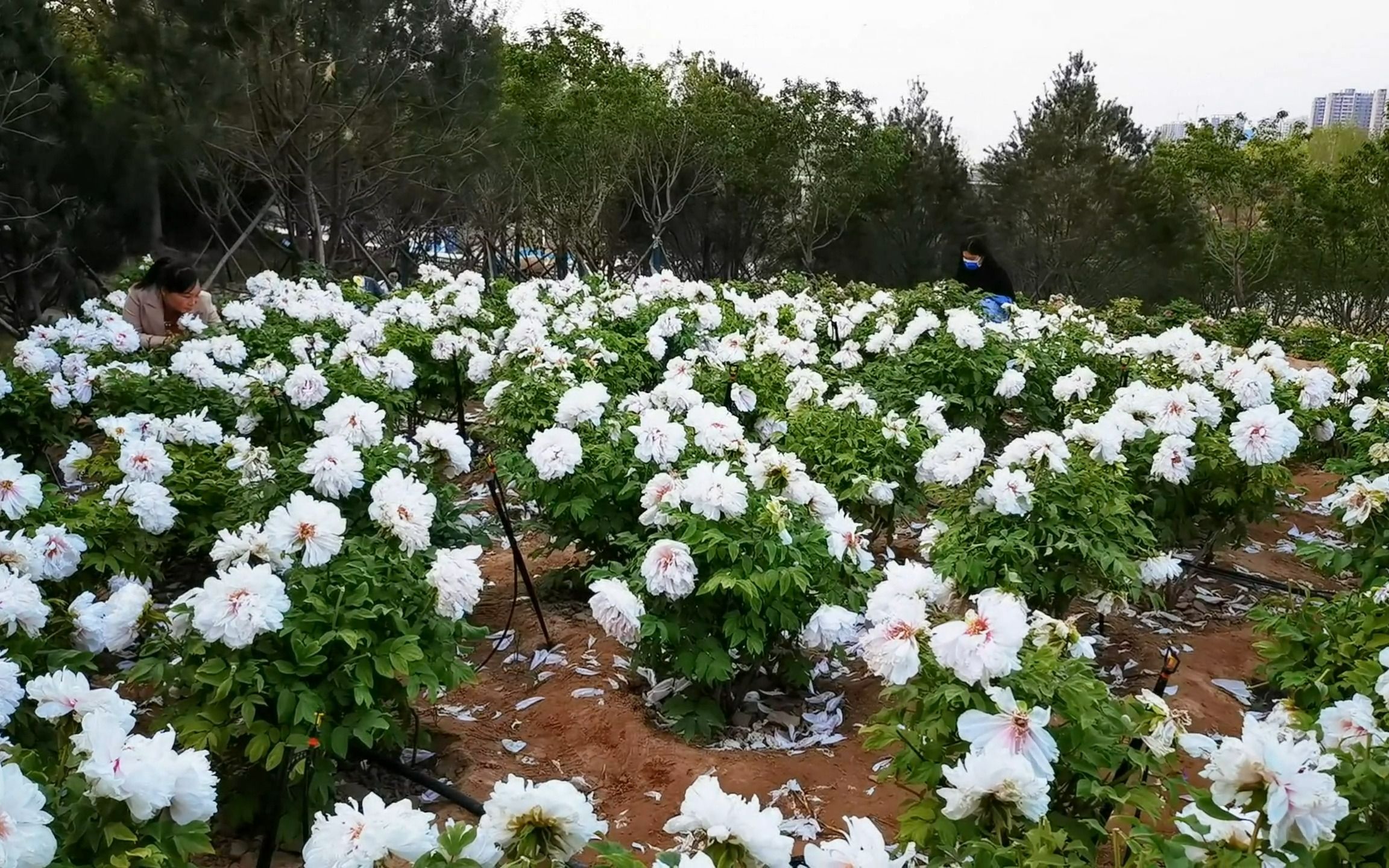 郑州市内的牡丹园,占地40多亩,就在三环边,百花争艳,姹紫嫣红