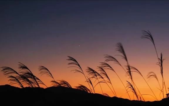 [图]秋夜虫鸣