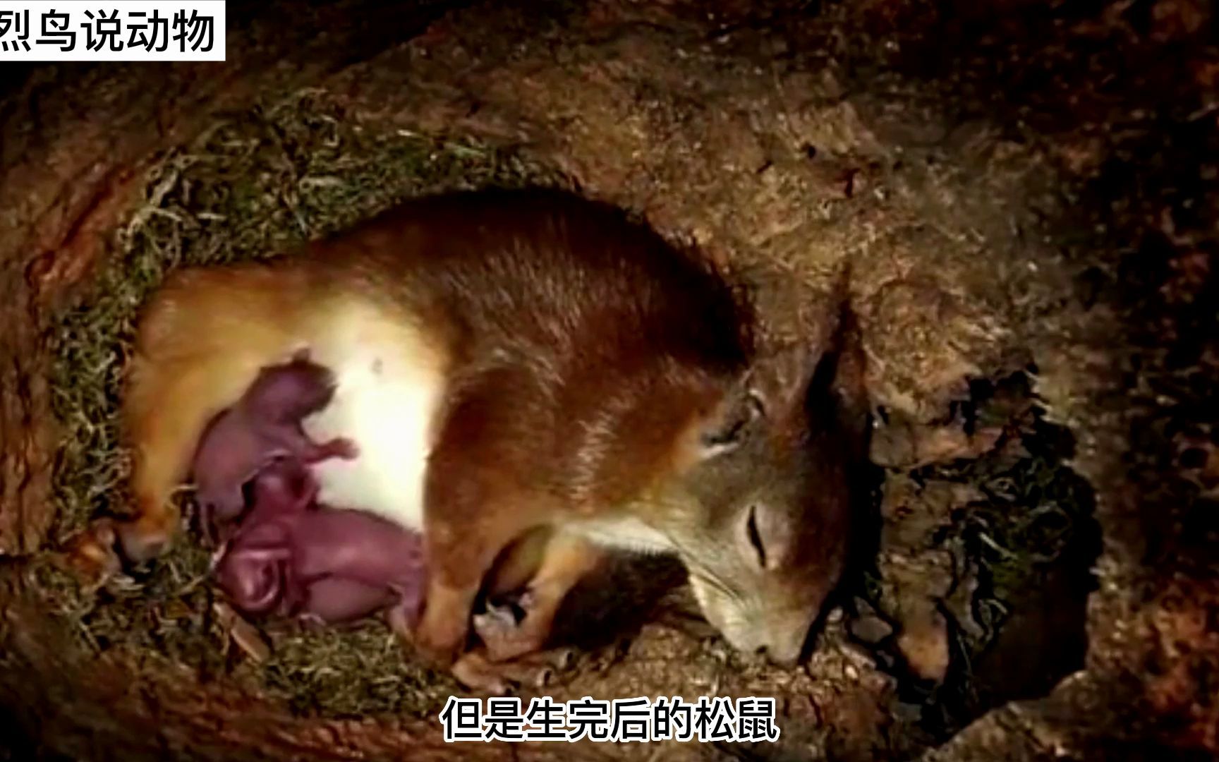 丧偶式育儿松鼠妈妈独自分娩带娃一看都觉得辛苦