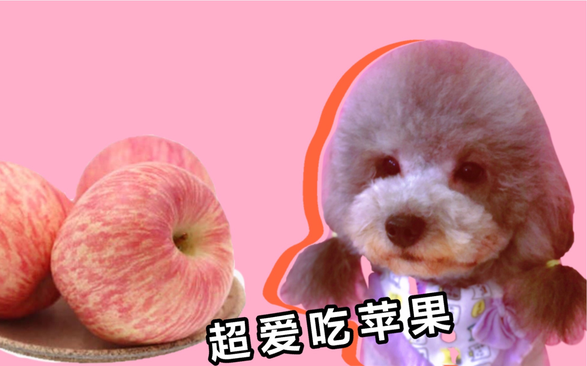 搞笑灰泰迪吃个苹果的动作也太逗比了头昂比天高还露个大黄嘴