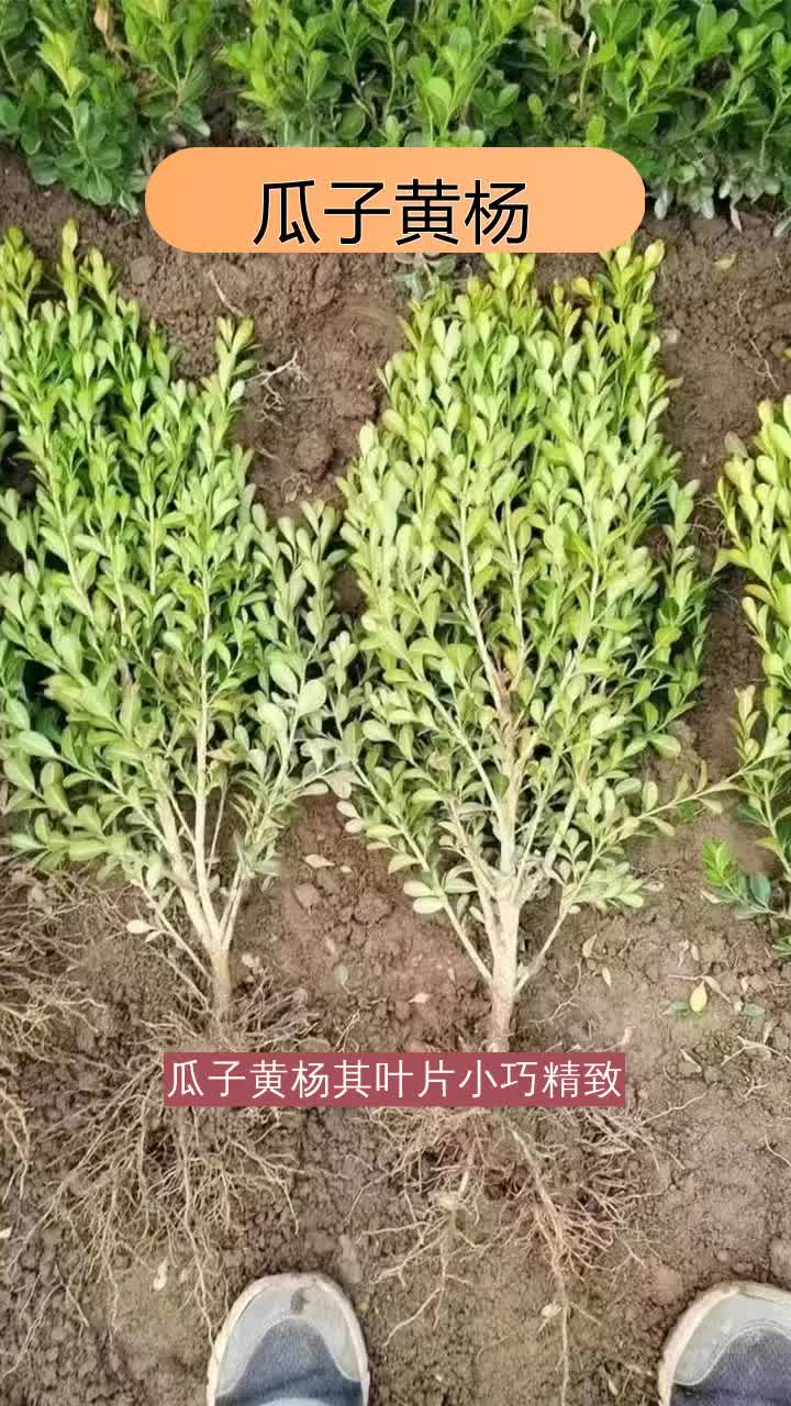 瓜子黄杨价格,品种齐全,从春到秋,花卉接力绽放你的生活.品质严格把控,值得信赖.欢迎联系 #四川瓜子黄杨 #辽宁瓜子黄杨 #湖北瓜子黄杨 #吉林瓜子...