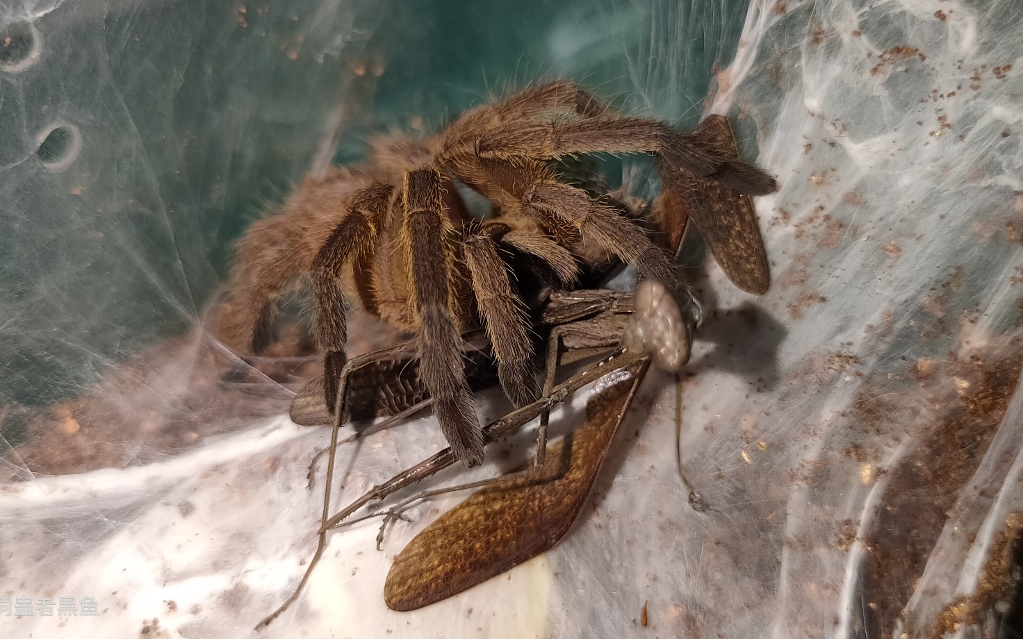 敬钊缨毛捕鸟蛛秒杀棕静螳螂