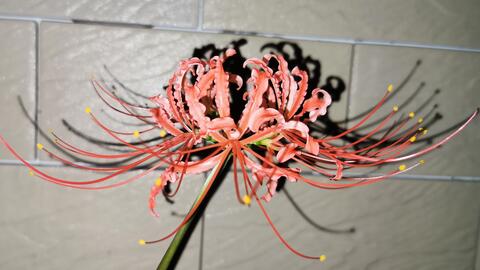 彼岸花 延时摄影记录曼珠沙华开花过程跟我一起云赏花 哔哩哔哩