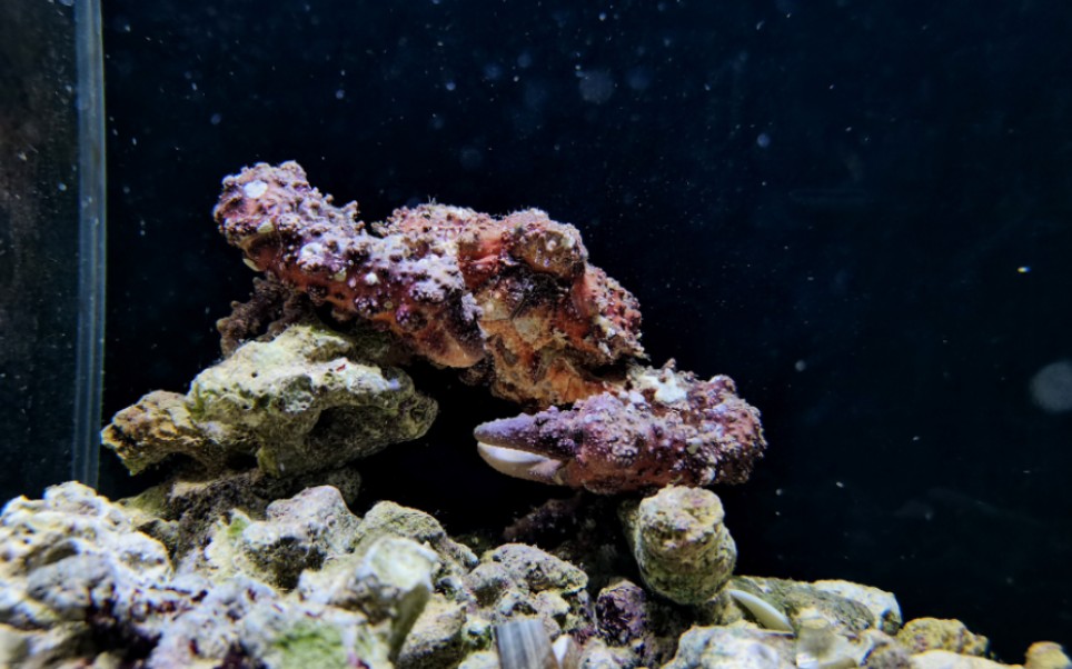 粗糙蚀菱蟹捉拿从破洞螺壳中逃跑的寄居蟹