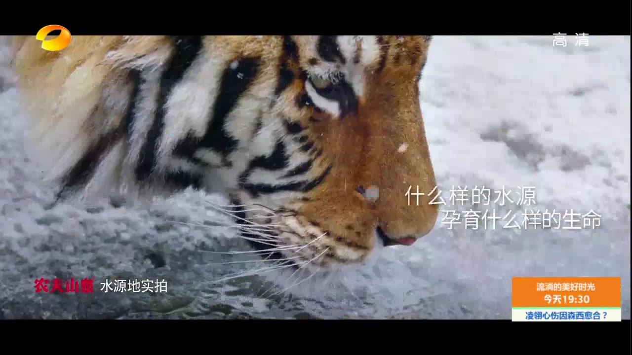 内地广告2019年农夫山泉水源地实拍
