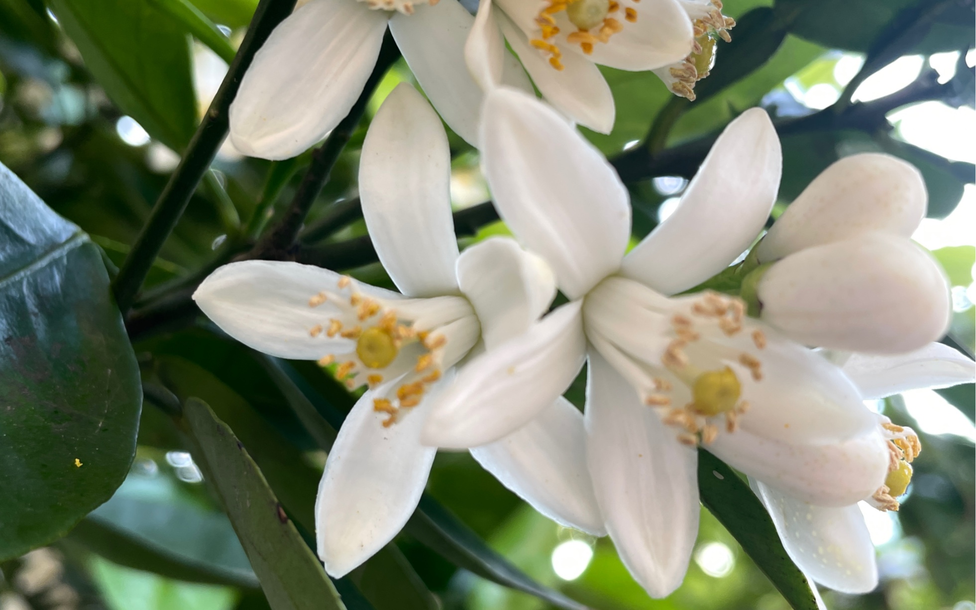 后皇嘉树 橘来服兮