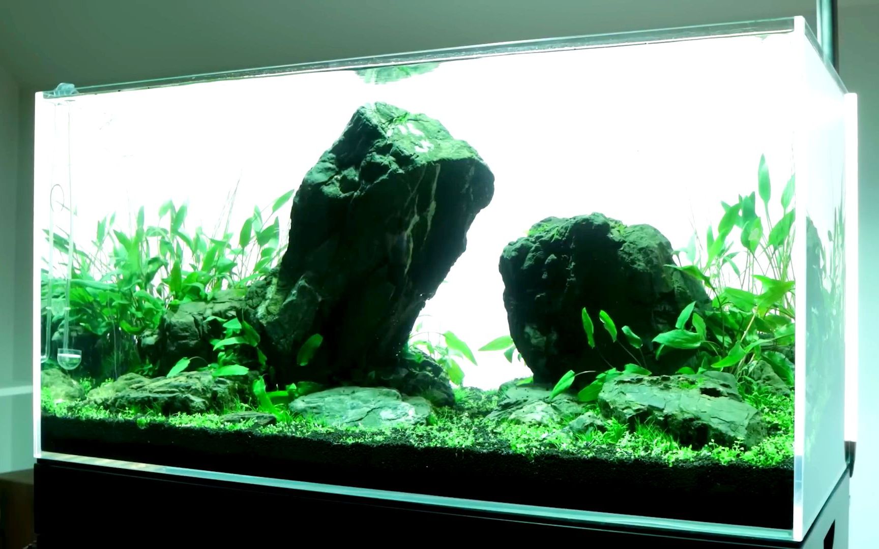 「转载」90石景草缸开缸全过程-深田崇敬 两届iaplc世界冠军