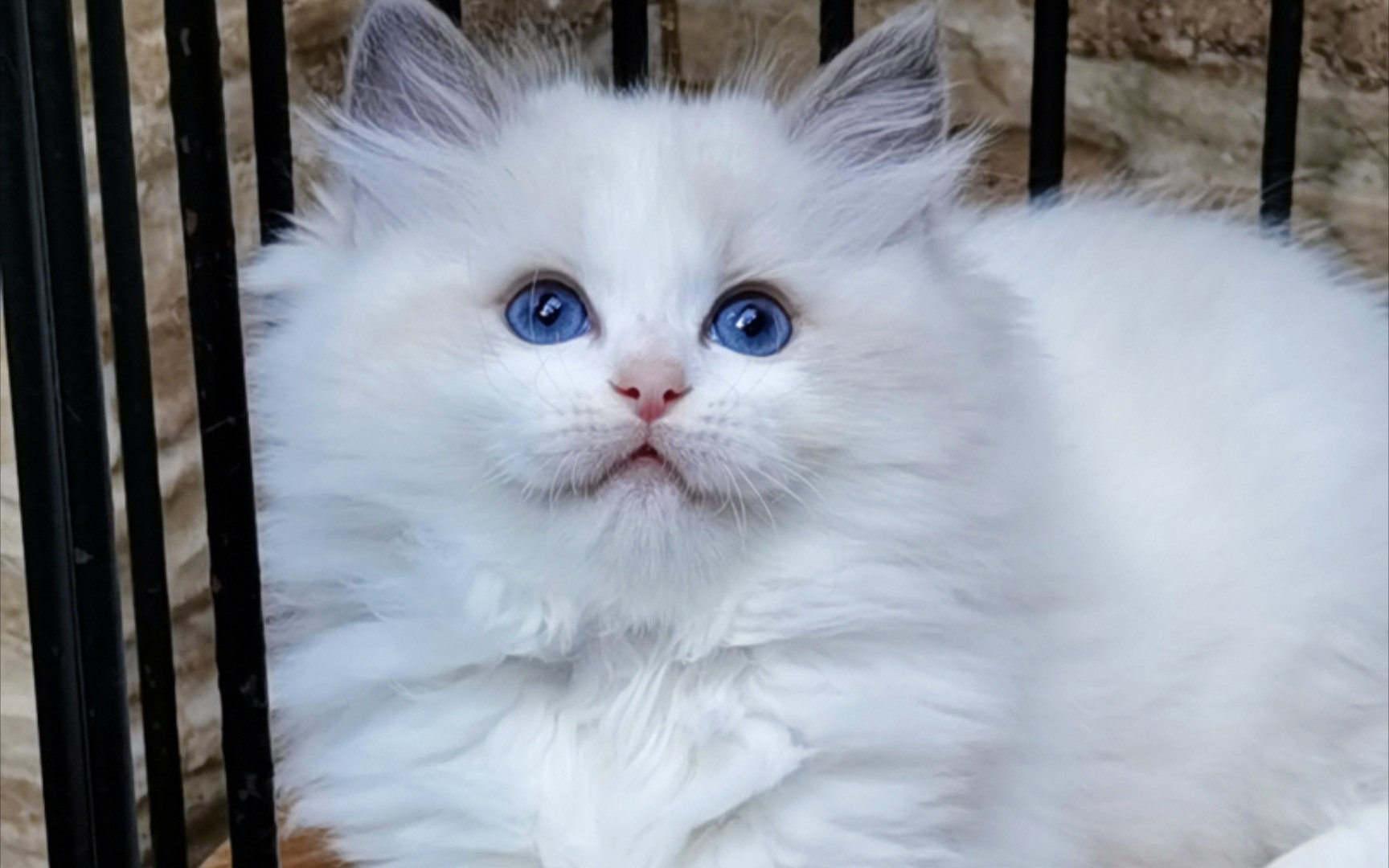 布偶猫不愧为仙女猫3个多月就是小美女吾家有女初长成