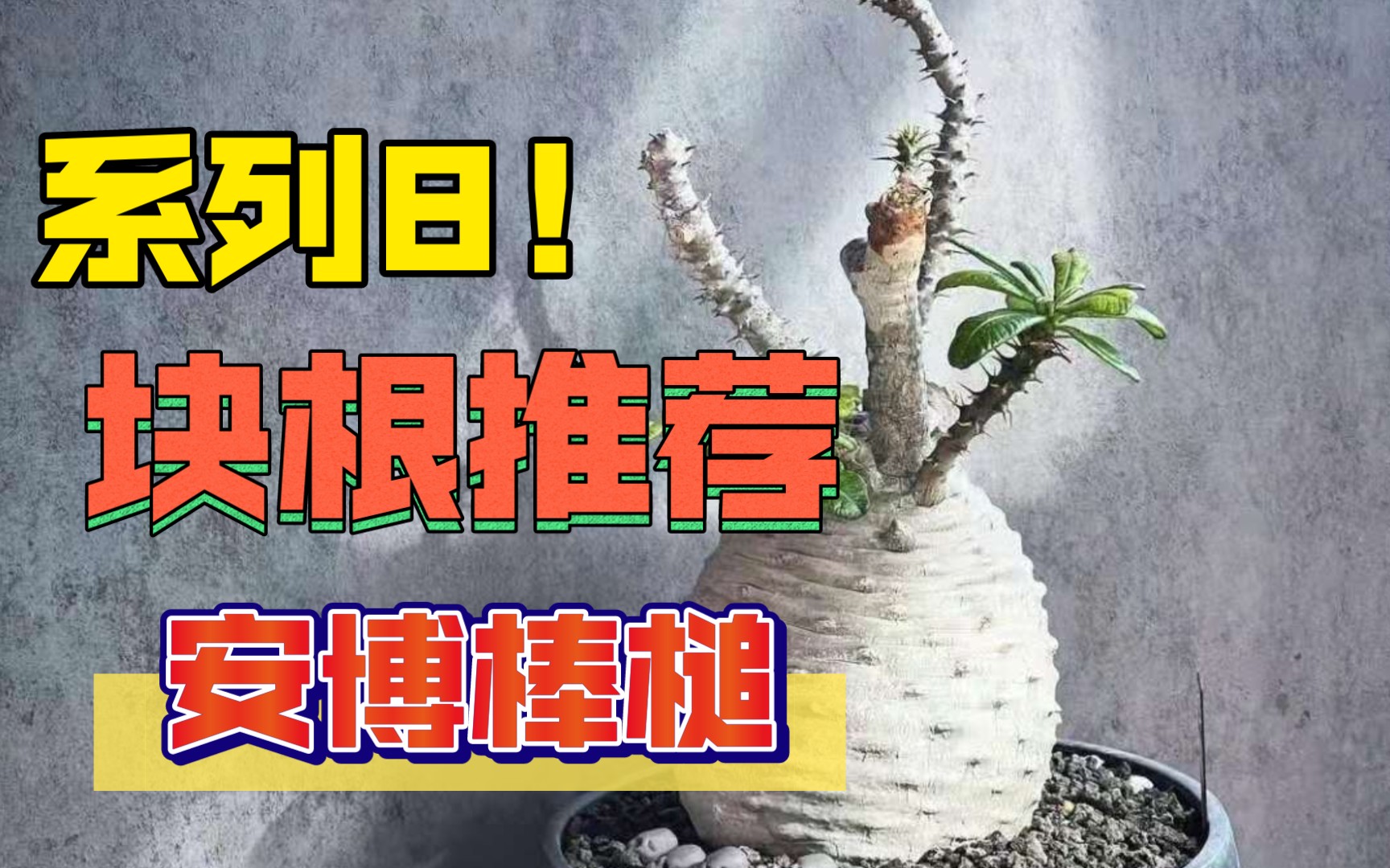 第131弹:块根植物热门推荐8 安博棒槌哔哩哔哩bilibili