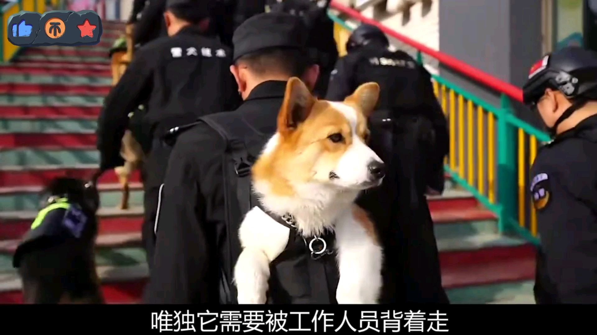 [图]【柯基警犬】史上第一只正柯级警犬，福仔鹅的入编之路。