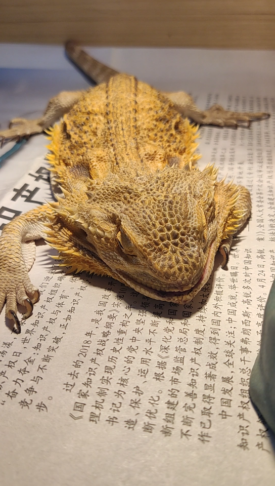 【鬃狮蜥】黄胖子生前最后一次晒太阳