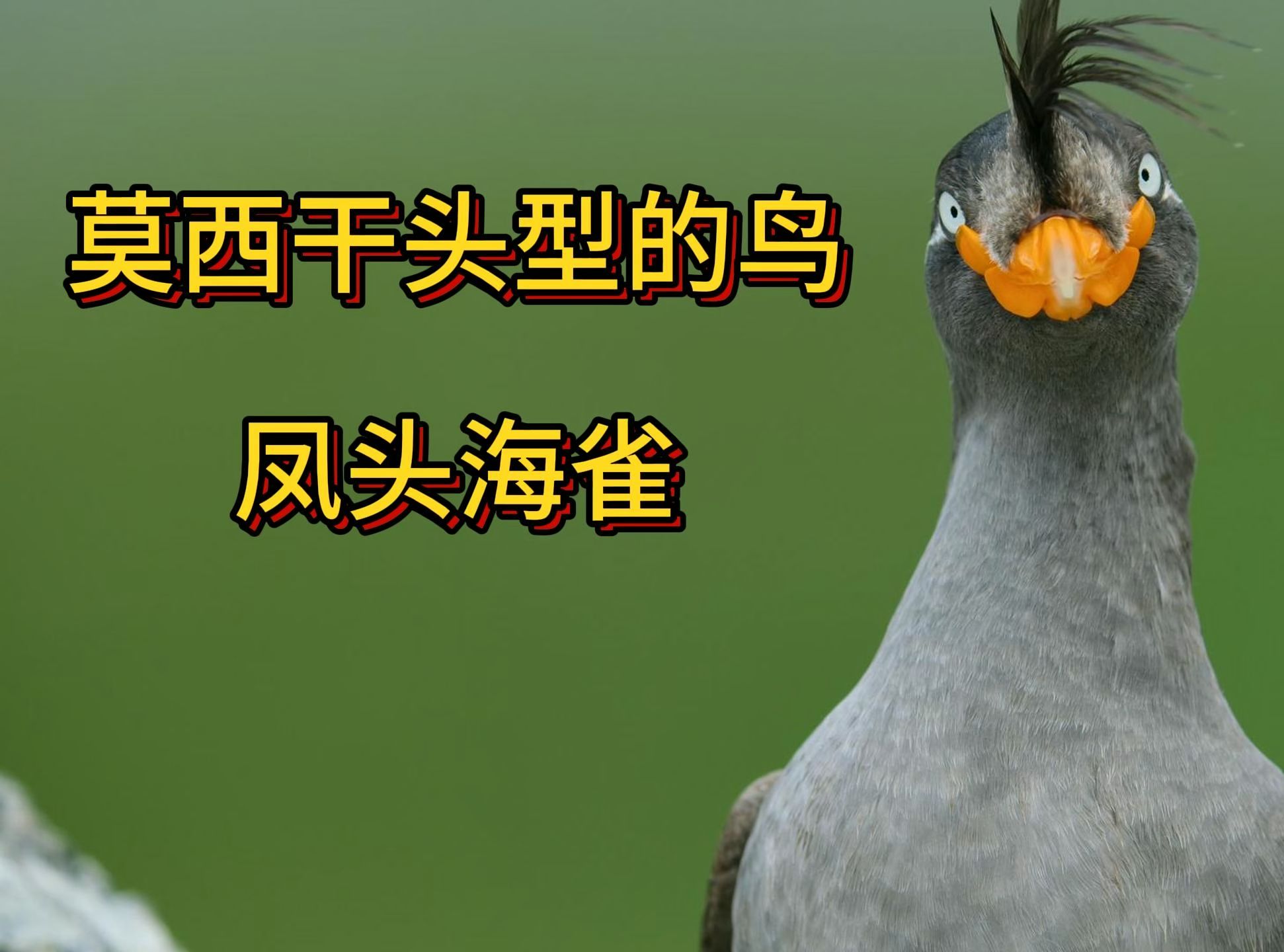 凤头海雀:自带橘子味体香 鸟中杀马特