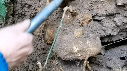 师父名老中医,非遗传承人蔡锦芳挖了庐山超大罗汉果根之二_哔哩哔哩