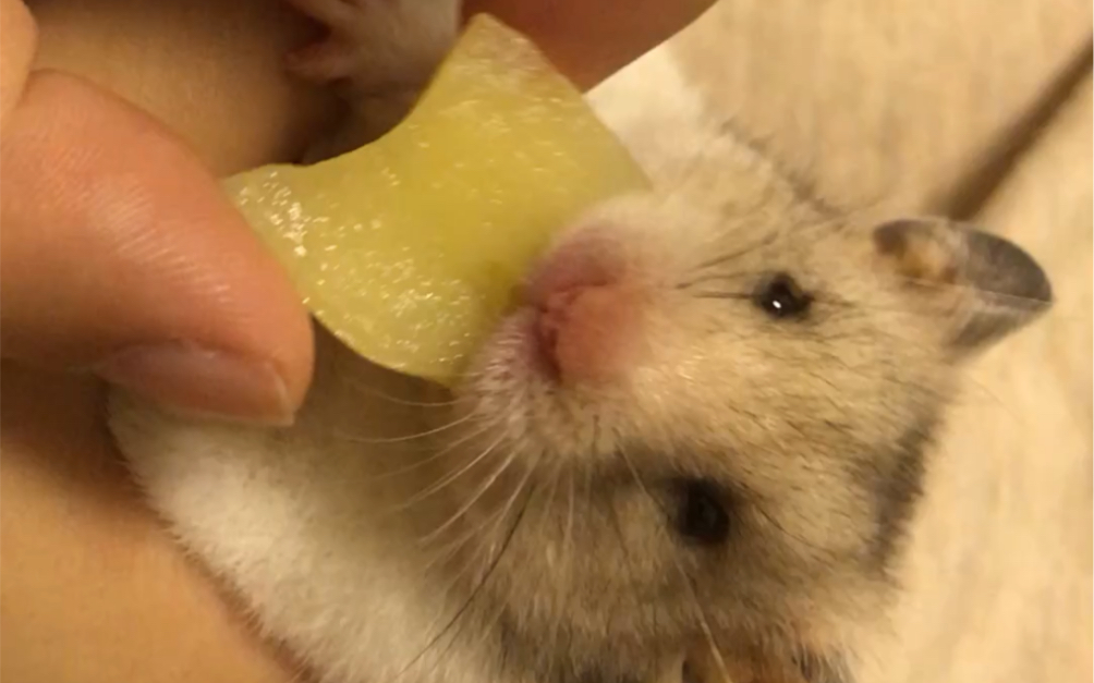 【金丝熊】吃苹果_哔哩哔哩_bilibili