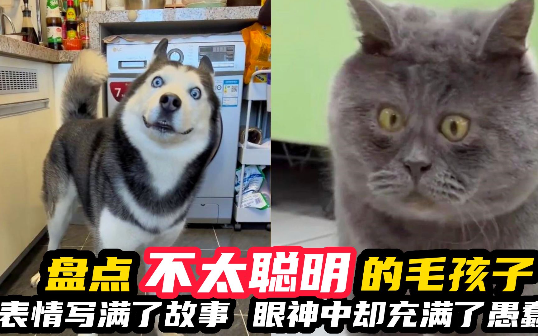 盘点那些不太聪明的毛孩子,表情写满了故事,眼神却充满了愚蠢