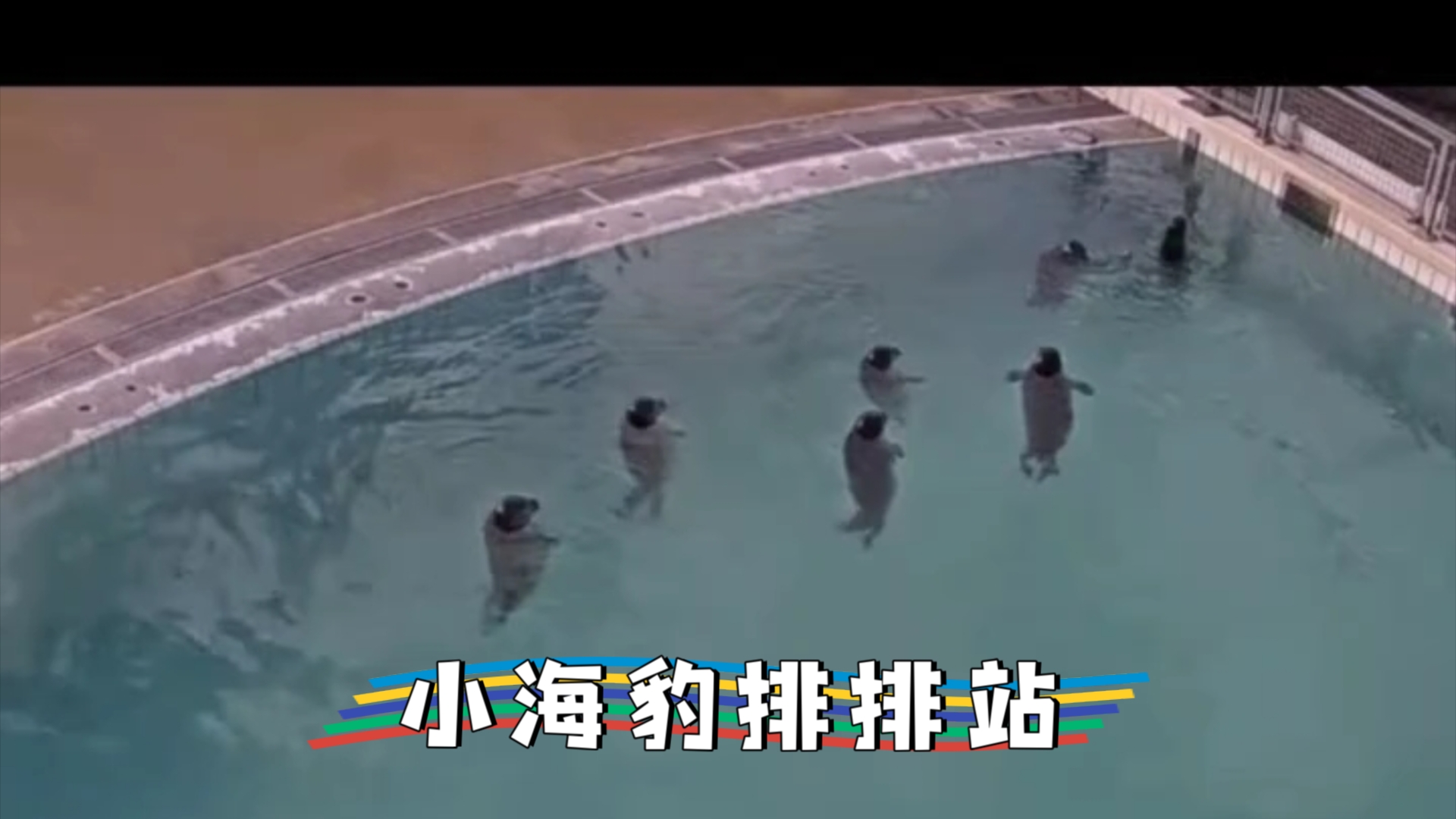 小海豹排排站:海豹系列哔哩哔哩bilibili